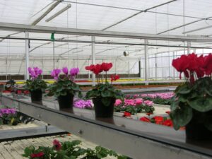 acrylic panels for retail greenhouse